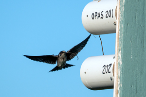 Purple Martin